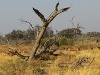 Moremi Reservat &ndash; &copy; Kathrin Mickan (Eberhardt TRAVEL)