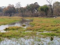 Moremi Reservat