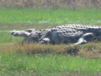 Moremi Reservat Krokodil &ndash; &copy; Kathrin Mickan (Eberhardt TRAVEL)