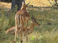 Moremi Reservat &ndash; &copy; Kathrin Mickan (Eberhardt TRAVEL)