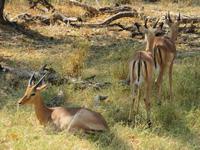 Moremi Reservat &ndash; &copy; Kathrin Mickan (Eberhardt TRAVEL)
