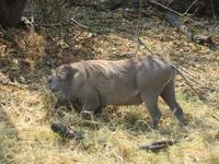 Moremi Warzenschwein &ndash; &copy; Kathrin Mickan (Eberhardt TRAVEL)