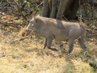 Moremi Warzenschwein &ndash; &copy; Kathrin Mickan (Eberhardt TRAVEL)