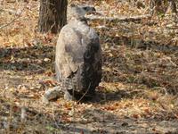Moremi Reservat Geier mit Waran