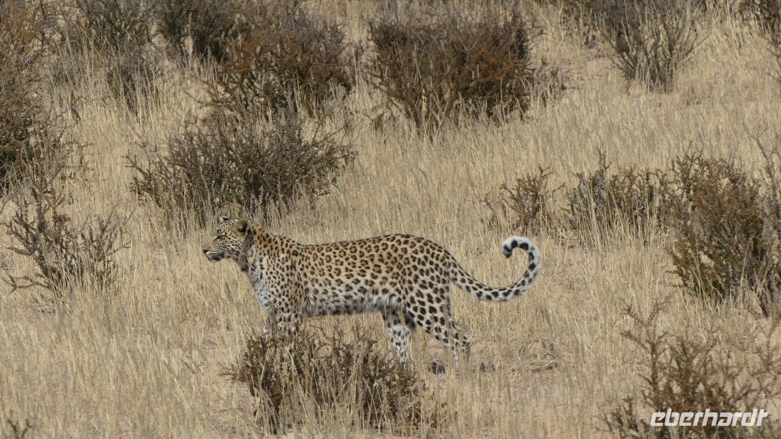 Kgalagadi Park &ndash; &copy; Frank Nimschowski (Eberhardt TRAVEL)