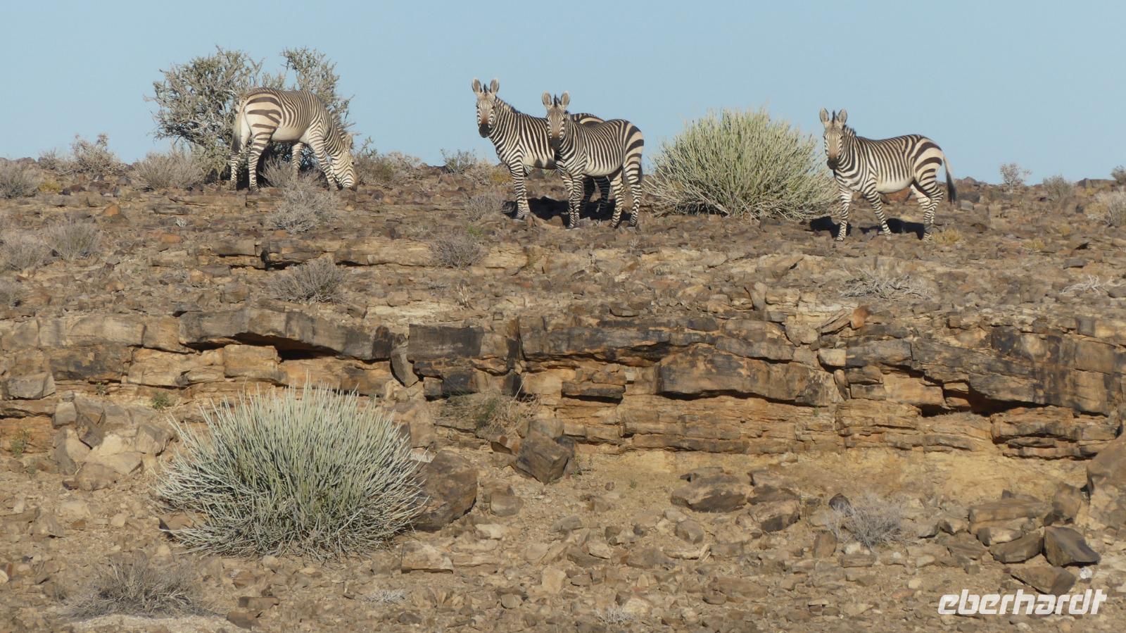 Hartmann Bergzebras &ndash; &copy; Frank Nimschowski (Eberhardt TRAVEL)