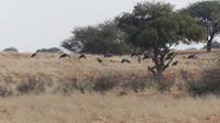 Marabus &ndash; &copy; Frank Nimschowski (Eberhardt TRAVEL)