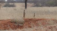 Kalahari Anib Lodge, Erdmännchen &ndash; &copy; Frank Nimschowski (Eberhardt TRAVEL)
