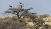 Torgos Safari Lodge, Wanderung &ndash; &copy; Frank Nimschowski (Eberhardt TRAVEL)