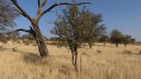 Torgos Safari Lodge, Wanderung &ndash; &copy; Frank Nimschowski (Eberhardt TRAVEL)
