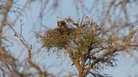 Torgos Safari Lodge, Wanderung &ndash; &copy; Frank Nimschowski (Eberhardt TRAVEL)