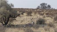 Kgalagadi Park &ndash; &copy; Frank Nimschowski (Eberhardt TRAVEL)