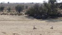 Kgalagadi Park &ndash; &copy; Frank Nimschowski (Eberhardt TRAVEL)