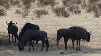 Kgalagadi Park &ndash; &copy; Frank Nimschowski (Eberhardt TRAVEL)