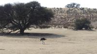Kgalagadi Park &ndash; &copy; Frank Nimschowski (Eberhardt TRAVEL)