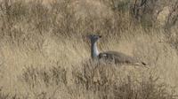 Kgalagadi Park, Trappe &ndash; &copy; Frank Nimschowski (Eberhardt TRAVEL)