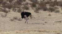 Kgalagadi Park &ndash; &copy; Frank Nimschowski (Eberhardt TRAVEL)