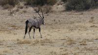 Kgalagadi Park &ndash; &copy; Frank Nimschowski (Eberhardt TRAVEL)