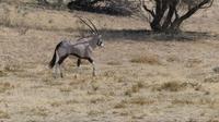 Kgalagadi Park &ndash; &copy; Frank Nimschowski (Eberhardt TRAVEL)