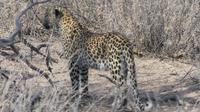 Kgalagadi Park &ndash; &copy; Frank Nimschowski (Eberhardt TRAVEL)