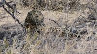 Kgalagadi Park &ndash; &copy; Frank Nimschowski (Eberhardt TRAVEL)