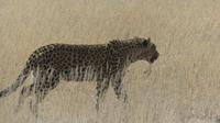 Kgalagadi Park &ndash; &copy; Frank Nimschowski (Eberhardt TRAVEL)