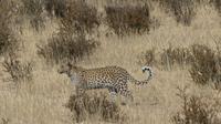 Kgalagadi Park &ndash; &copy; Frank Nimschowski (Eberhardt TRAVEL)