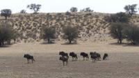 Kgalagadi Park &ndash; &copy; Frank Nimschowski (Eberhardt TRAVEL)
