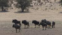 Kgalagadi Park &ndash; &copy; Frank Nimschowski (Eberhardt TRAVEL)