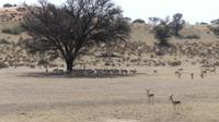 Kgalagadi Park &ndash; &copy; Frank Nimschowski (Eberhardt TRAVEL)
