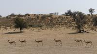 Kgalagadi Park &ndash; &copy; Frank Nimschowski (Eberhardt TRAVEL)