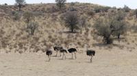 Kgalagadi Park &ndash; &copy; Frank Nimschowski (Eberhardt TRAVEL)