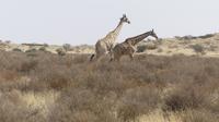 Kgalagadi Park &ndash; &copy; Frank Nimschowski (Eberhardt TRAVEL)