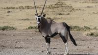 Kgalagadi Park &ndash; &copy; Frank Nimschowski (Eberhardt TRAVEL)