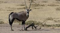 Kgalagadi Park &ndash; &copy; Frank Nimschowski (Eberhardt TRAVEL)