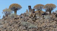Köcherbäume auf der Farm Spitzkoppe  &ndash; &copy; Frank Nimschowski (Eberhardt TRAVEL)