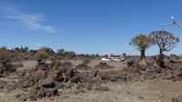 Köcherbäume auf der Farm Spitzkoppe  &ndash; &copy; Frank Nimschowski (Eberhardt TRAVEL)
