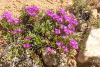 Namaqaland (Aizoaceae) &ndash; &copy; Frank Nimschowski (Eberhardt TRAVEL)