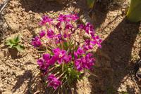 Namaqaland &ndash; &copy; Frank Nimschowski (Eberhardt TRAVEL)