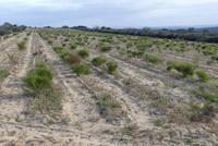 Roibuschplantage &ndash; &copy; Frank Nimschowski (Eberhardt TRAVEL)
