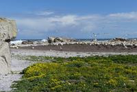 Lamberts Bay, Kaptölpelkolonie &ndash; &copy; Frank Nimschowski (Eberhardt TRAVEL)