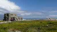 Lamberts Bay, Kaptölpelkolonie &ndash; &copy; Frank Nimschowski (Eberhardt TRAVEL)