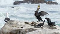 Lamberts Bay, Komorane &ndash; &copy; Frank Nimschowski (Eberhardt TRAVEL)