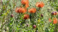 Weingut Tokara, Protea &ndash; &copy; Frank Nimschowski (Eberhardt TRAVEL)