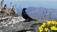 Blick vom Tafelberg &ndash; &copy; Frank Nimschowski (Eberhardt TRAVEL)