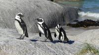 Brillenpinguine in Simons Town &ndash; &copy; Frank Nimschowski (Eberhardt TRAVEL)