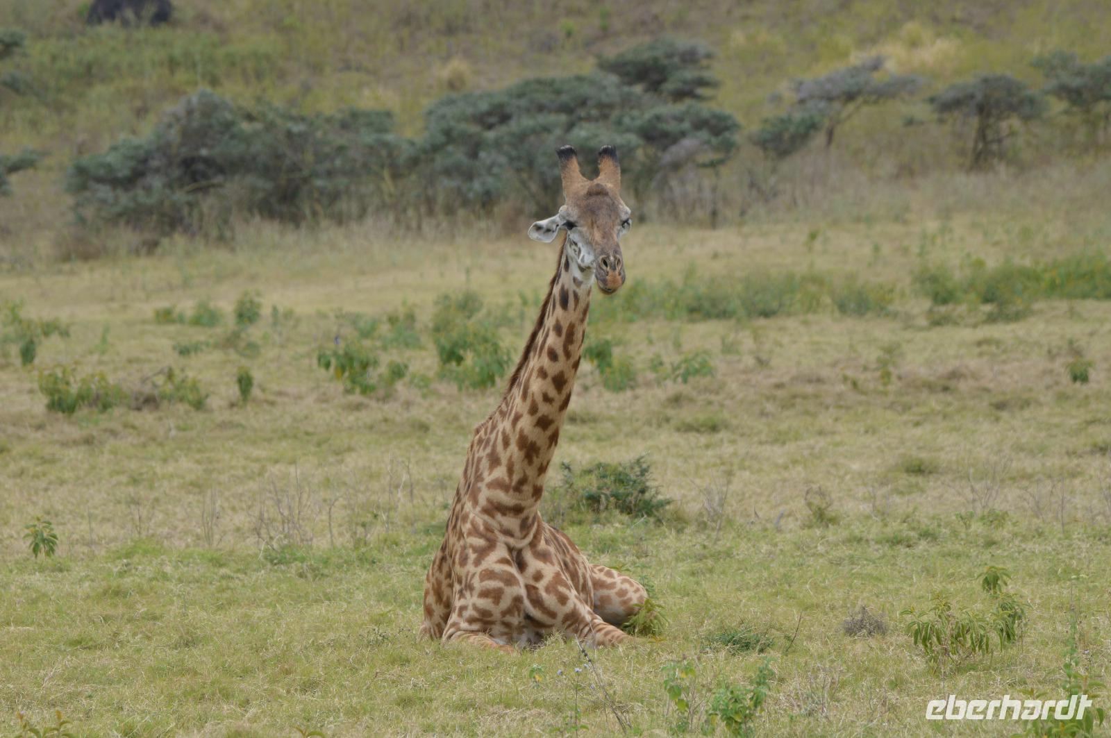 Arusha - Giraffe &ndash; &copy; Hubert Lücker (Eberhardt TRAVEL)