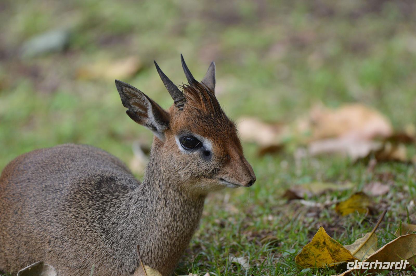 Arusha - Kirk Dikdik &ndash; &copy; Hubert Lücker (Eberhardt TRAVEL)