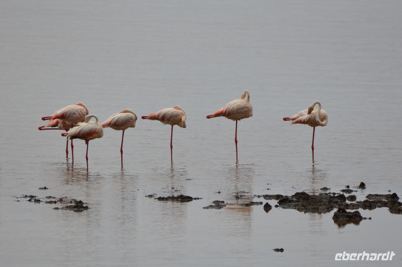 Manyara - Flamingo &ndash; &copy; Hubert Lücker (Eberhardt TRAVEL)