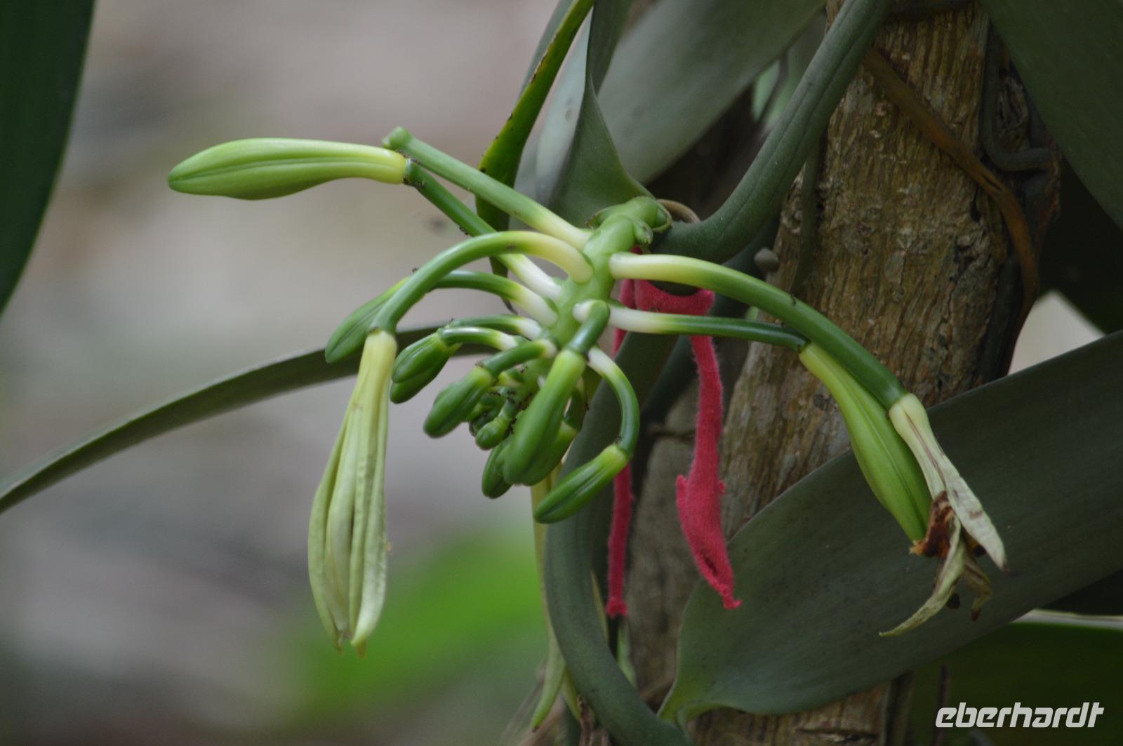 Sansibar - Vanille orchidee &ndash; &copy; Hubert Lücker (Eberhardt TRAVEL)